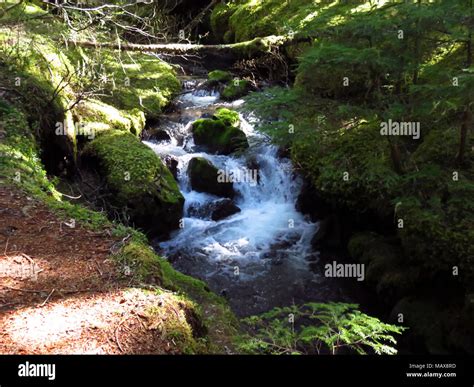 Ramona Falls Hike at Mt Hood Wilderness in Oregon Stock Photo - Alamy