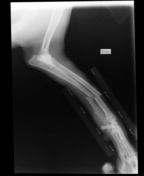 Broken Arm X-Ray Of The Cinnamon - Free photo on Pixabay
