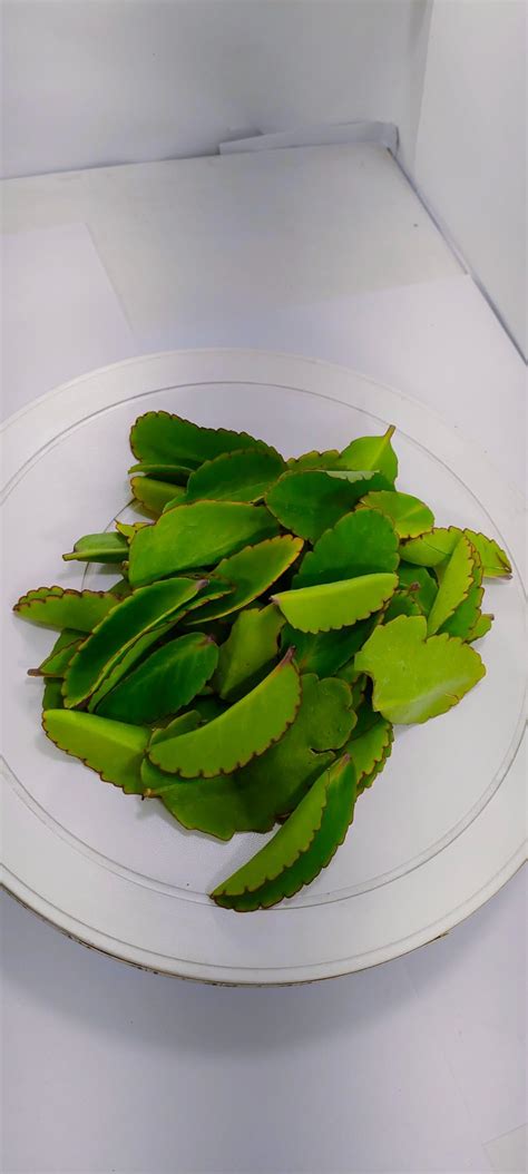 SelfLine | Patharchatta Leaves, Patharchatta juice krishna herbal ...