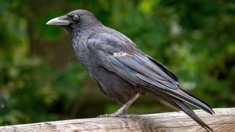 বাড়ির সামনে কা-কা করছে কাক, কীসের ইঙ্গিত? শুভ না অশুভ - What does it ...