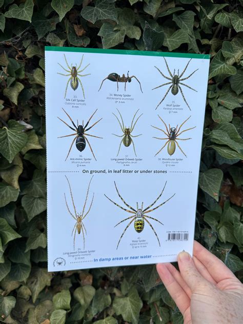 House and Garden Spiders ID Guide – Outdoor Learning Resources