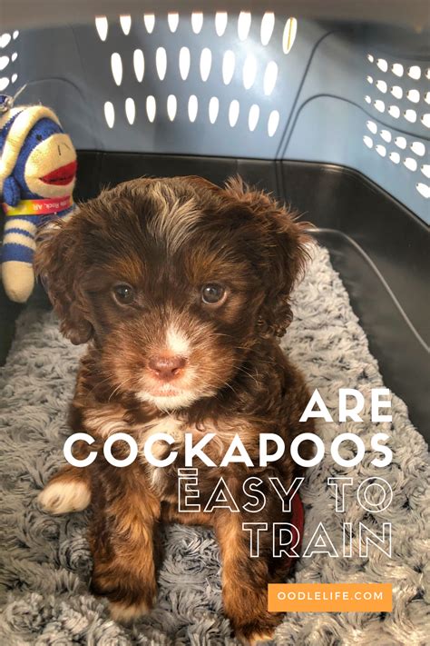 Image result for House Training a Cockapoo