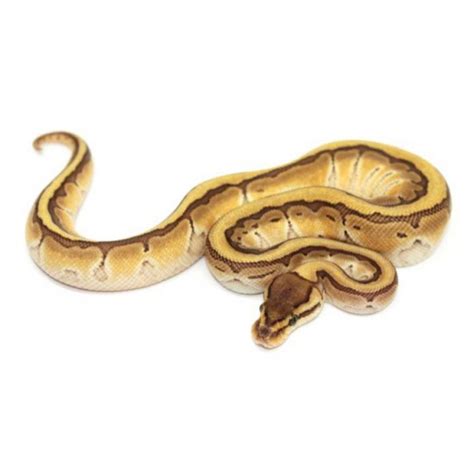 Image result for Python Regius Lesser