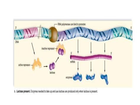 Image result for Positive Und Negative Regulation Lac Operon Chart