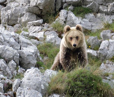 Marsican Brown Bear