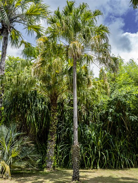 Image result for Palm Tree Map