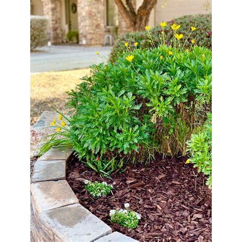 8.0-Cubic yard(s) Cubic yards Brown Hardwood Shredded Bulk wood mulch ...