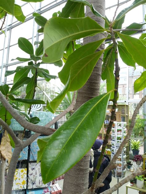 Magnolia grandiflora 'Undulata' - Zuidelijke magnolia, Grootbloemige ...