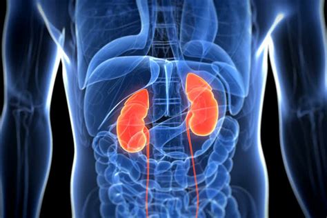 Unidad didáctica 10: El aparato urinario - Licenciatura en Enfermería y ...