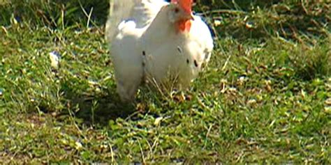 Half-ton concrete bird snatched from perch at NC chicken farm