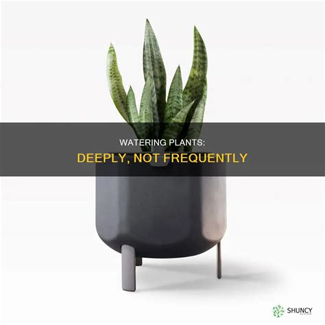 Watering Plants: Deeply, Not Frequently | ShunCy