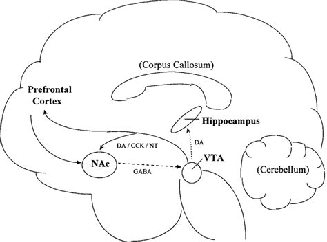 Image result for Prefrontal Cortex Addicted Brain