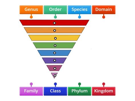 Image result for Linnaean Hierarchy Explained