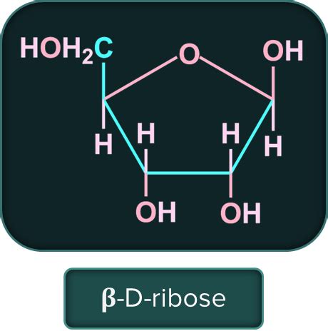 Biomolecules – Carbohydrates, Proteins, Nucleic Acids, Vitamins, Lipids ...