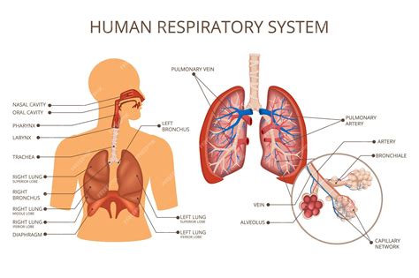Image result for Respiratory System Composition