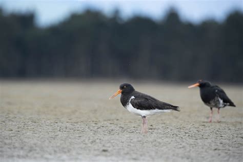 South Island x Variable Oystercatcher (hybrid) - eBird