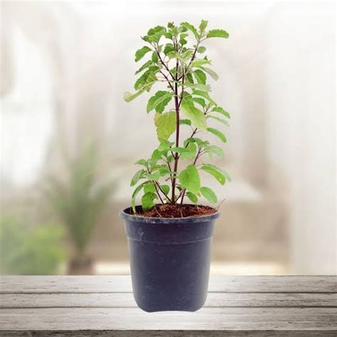 SISA GARDEN | Medicinal Plants to keep at your Home Always (Rama tulsi ...