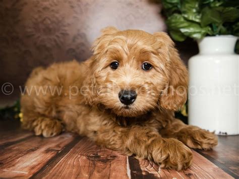 Image result for Mini Goldendoodle Cockapoo