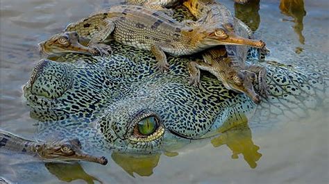 Loss of Crocodiles, Alligators Would Have Devastating Impact on Other ...