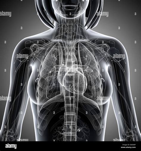 Illustration Female Heart Anatomy High Resolution Stock Photography and Images - Alamy