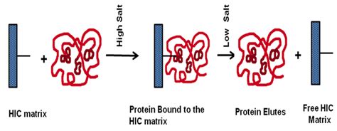 Figure 31.3: Principle of the hydrophobic interaction chromatography.