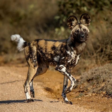Best 12 Unveiling the Differences: Wild Dogs vs Domestic Dogs – Artofit