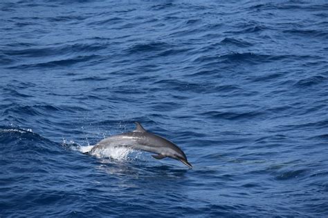 Multispecies cetacean survey conducted | India Science, Technology ...