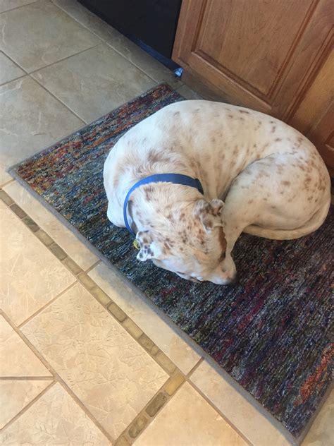 My dog always eats lots of grass when his stomach is upset. It’s all frozen outside and he keeps ...