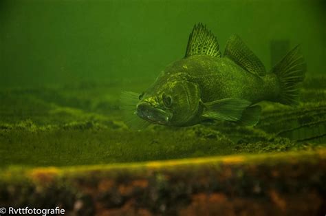 De Grote Hegge | Duikplaats.net