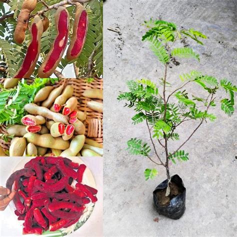 Cloud Farm Live Tamarind Thai Sweet Variety Imli Fruit Grafted Live ...