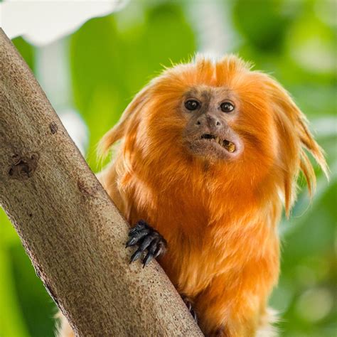 Golden Lion Tamarin Habitat - Where Do Tamarins Live? - Primates Park