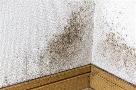 カビ 家 に対する画像結果