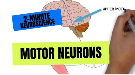 Image result for Upper Motor Neuron Function