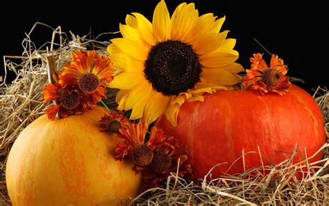 Pretty Fall Flowers Pumpkin Wallpapers - Top Free Pretty Fall Flowers ...
