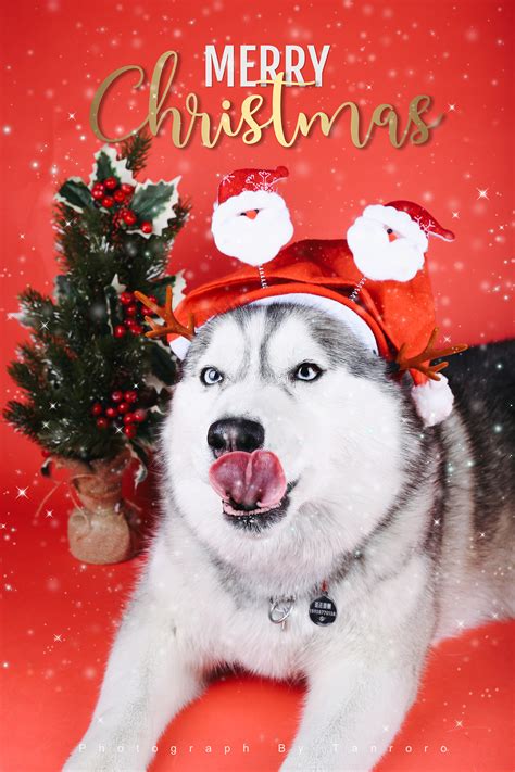 狗狗汪星人图片-圣诞节的白色小狗素材-高清图片-摄影照片-寻图免费打包下载