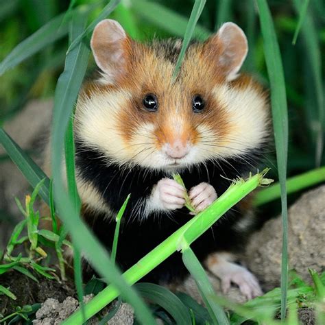 Syrian Hamsters In The Wild