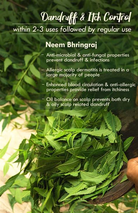 Neem Bhringraj 100% Natural, Ayurvedic Herbal Hair Oil for Dandruff ...