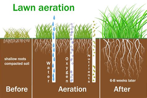 When Is Best Time To Aerate Yard