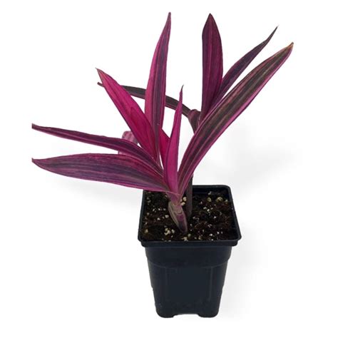 Setcreasea Purpurea Plant, Insect Repellent Plant- सेट्क्रेसी पुरपुरी ...