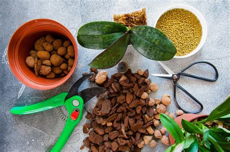 Repotting Opuntia 的图像结果