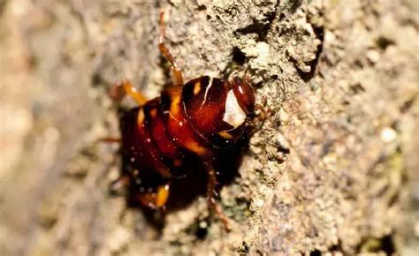 Cockroach Fumigation 的图像结果