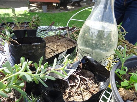 Communitree - Beginner's Fynbos Propagation (closed event)