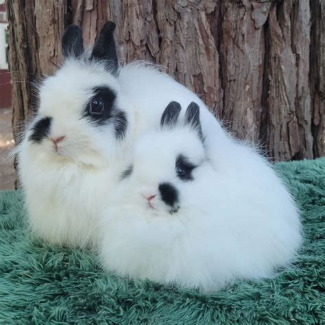 National Jersey Wooly Rabbit Club