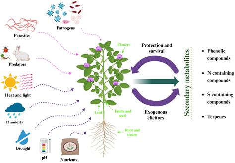Polyphenolic Compounds in Fabaceous Plants with Antidiabetic Potential