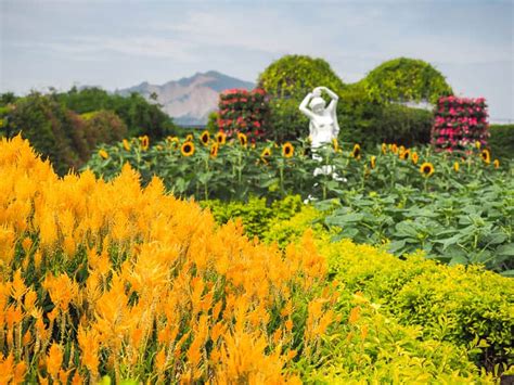 Go to Flower Market 的图像结果