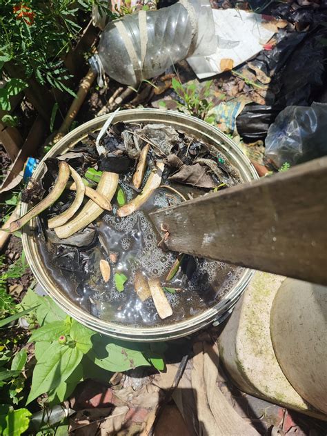 Beginner's Guide To Compost Tea (Recipe And Instructions)