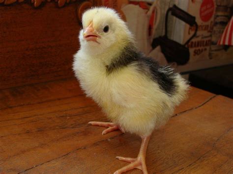 Image result for Mottled Java Chicken