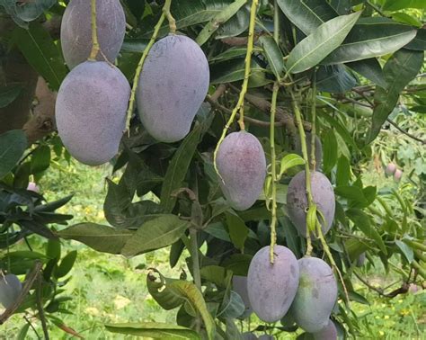 Green Horizon® Rare Authentic INDIAN PUSA AMBIKA MANGO PLANT LIVE ...