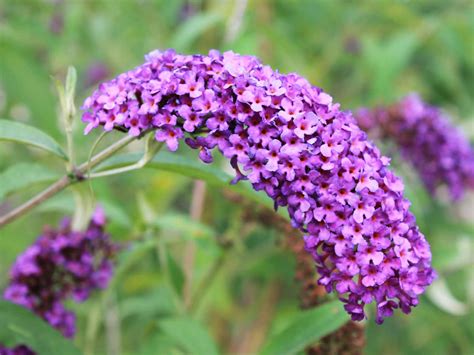 Why Do Buddleia Leaves Turn Brown at Jon Jefferson blog