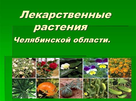Лекарственные растения Челябинской области - презентация онлайн